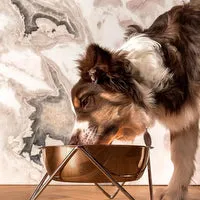 Elevated Woof Luxe Bronze Dog Bowl With Chrome Stand - Bendo