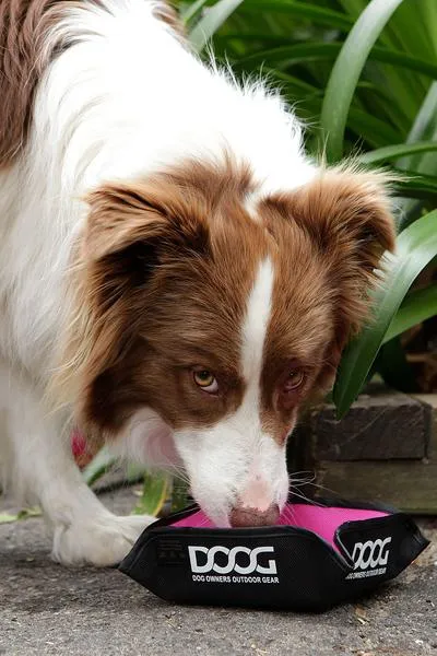 Portable Water Bowl by Doog