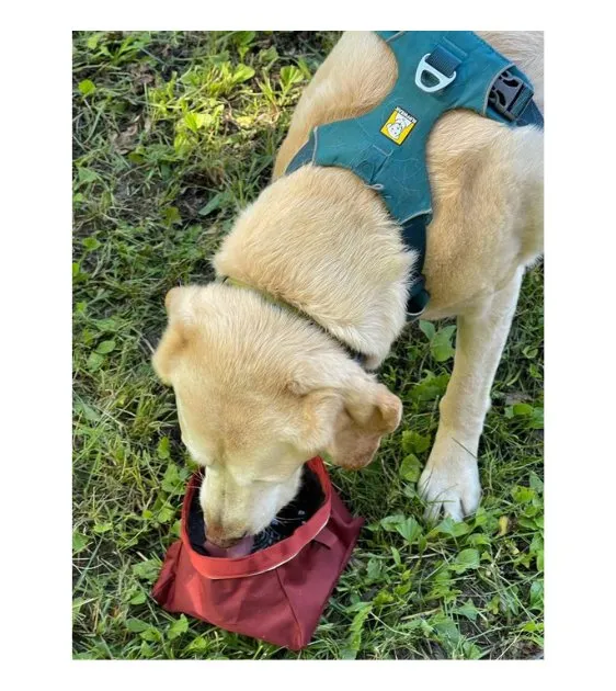 Ruffwear Quencher™ Collapsible Food & Water (Fired Brick) Dog Bowl